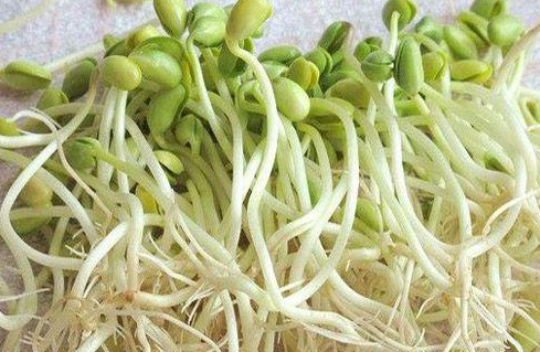 绿豆芽