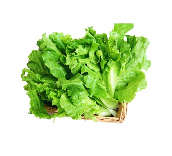 生菜