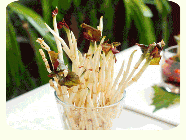鱼腥草