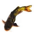 昂刺魚.webp