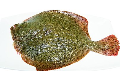 多宝鱼
