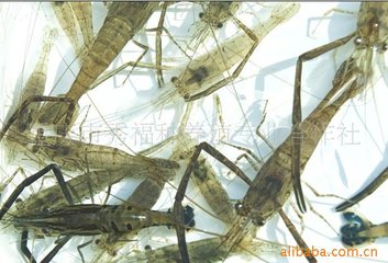 河蝦