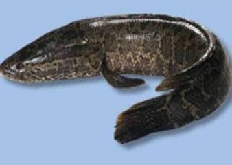黑魚(yú)