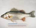 鱸魚.webp