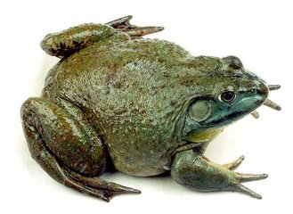 牛蛙