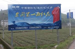 建德西红花基地