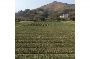 建德西红花基地