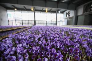 西红花展馆展示