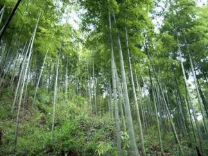 顾渚山风景区04