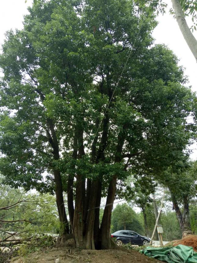 移栽香樟