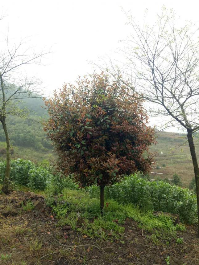 石楠树
