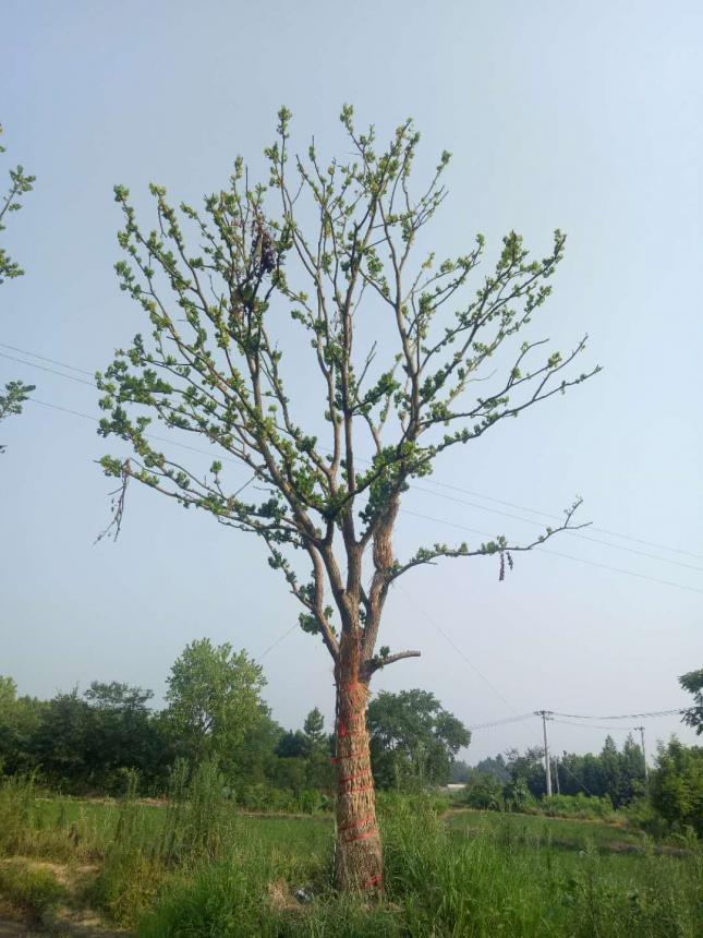 乌桕