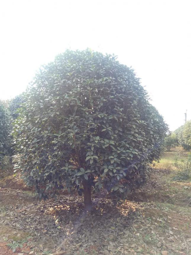 莲子桂