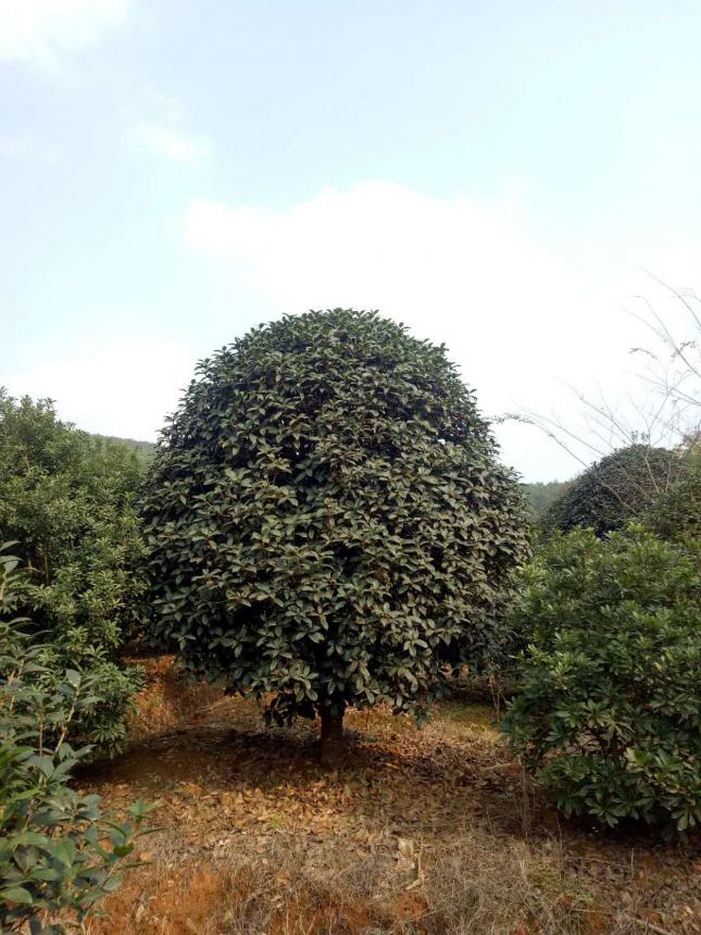 莲子桂