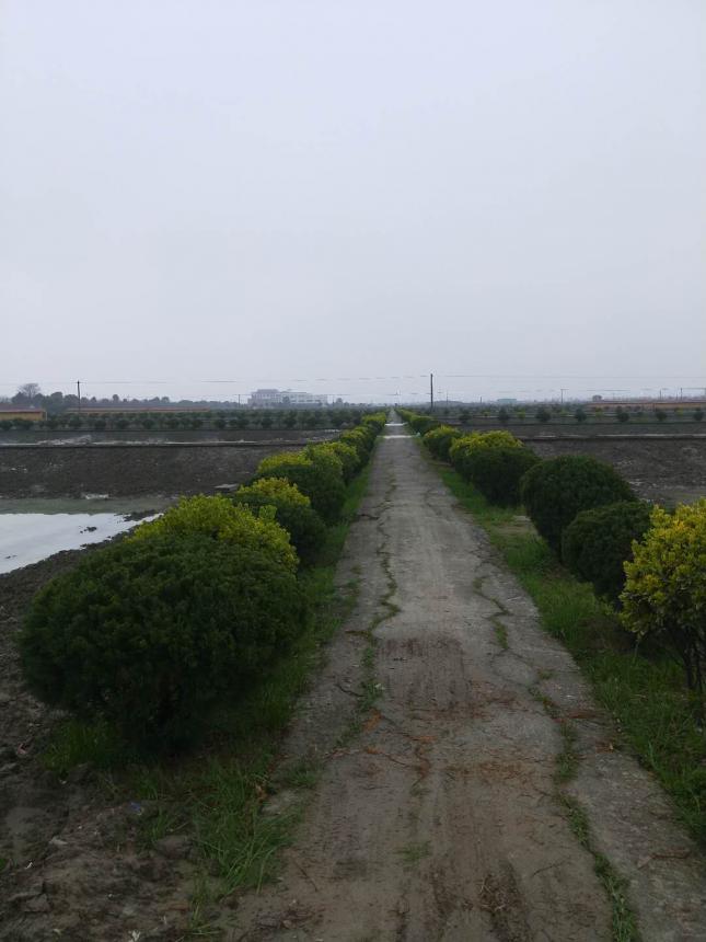 龙柏球