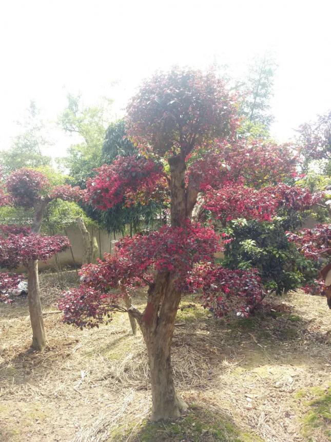 红花檵木桩