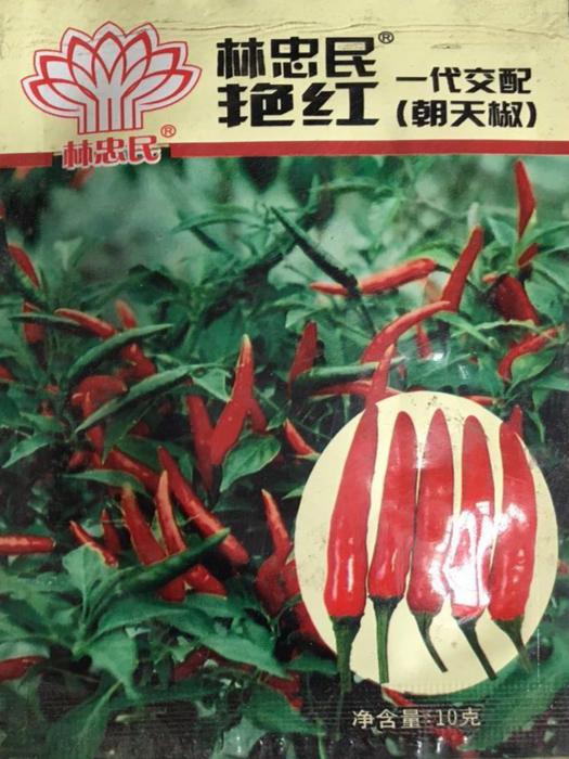 林忠民艳红一代交配(朝天椒)