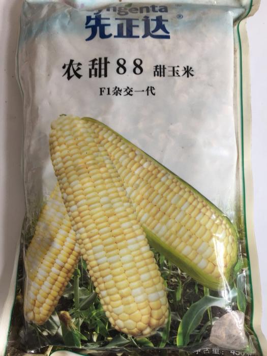 农甜88 甜玉米