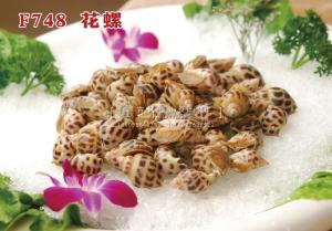 F748花螺 副本