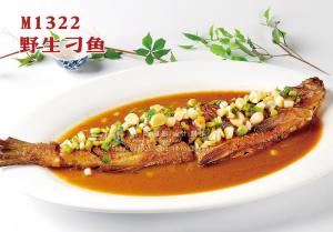 M1322野生刁鱼 副本
