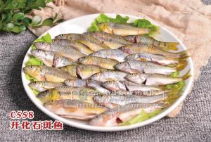 C558开化石斑鱼 副本