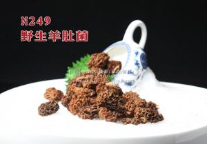N249野生羊肚菌 副本