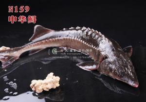 N159中华鲟 副本