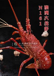 N161澳洲大龙虾 副本