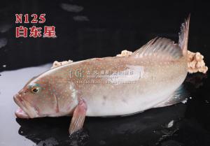 N125白东星 副本