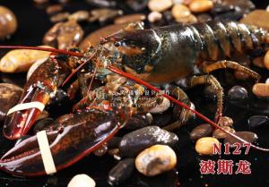 N127波斯龙 副本