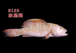 N133东星斑 副本