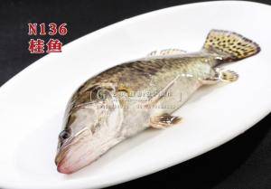 N136桂鱼 副本