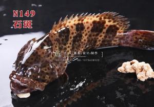 N149石斑 副本