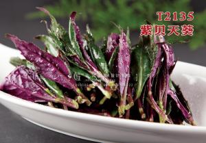 T2135紫贝天葵 副本