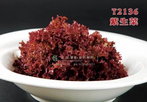 T2136紫生菜 副本