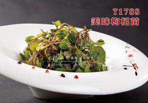 T1788美味枸杞苗 副本