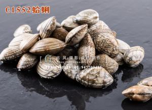 C1552蛤蜊