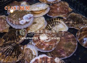 C1581扇贝-(1)