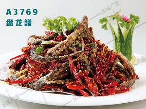 A3769盘龙鳝