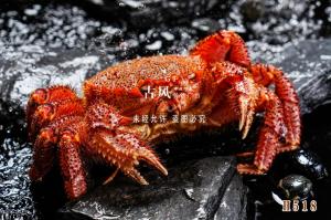 H518红毛蟹