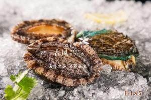 H485鲍鱼