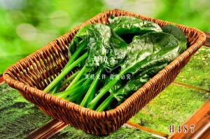 H487菠菜