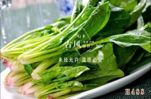 H488菠菜