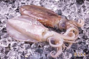 H588鲜鱿鱼片
