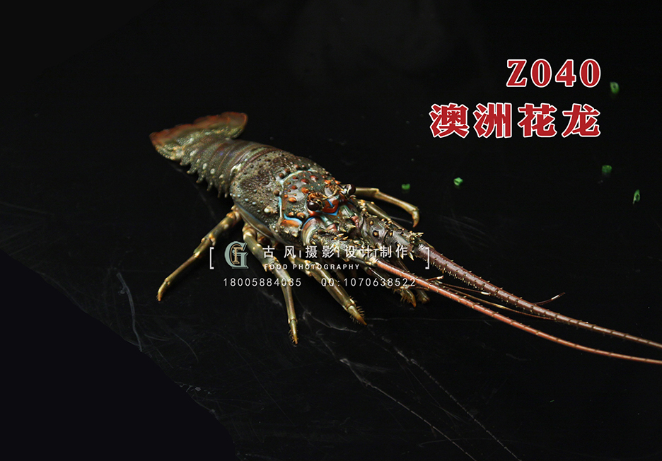 Z040澳洲花龙 副本