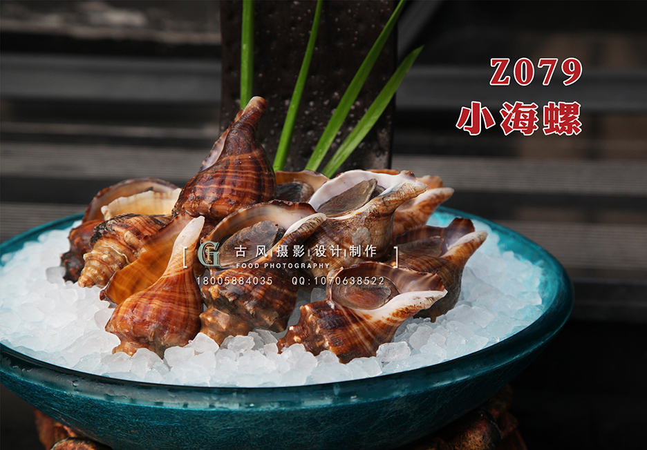 Z079小海螺 副本