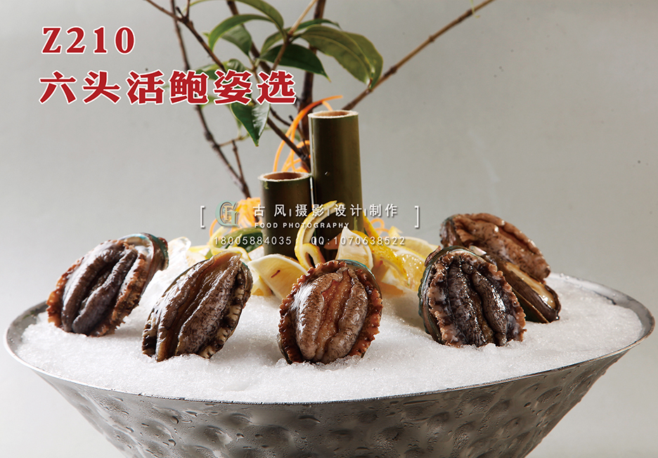 Z210六头活鲍姿选 副本