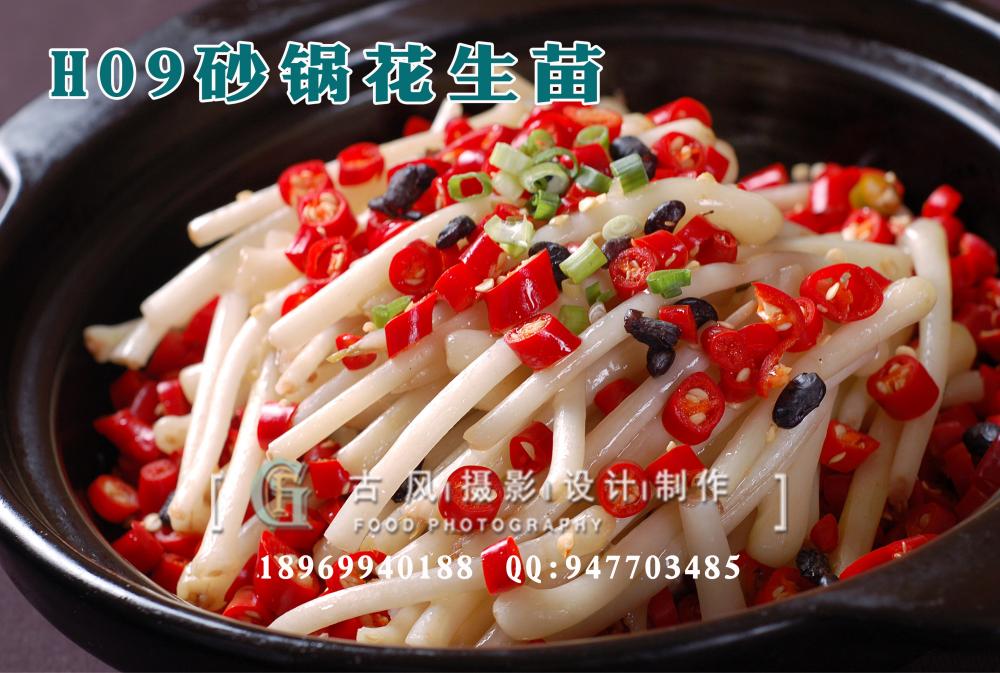 H09砂锅花生苗