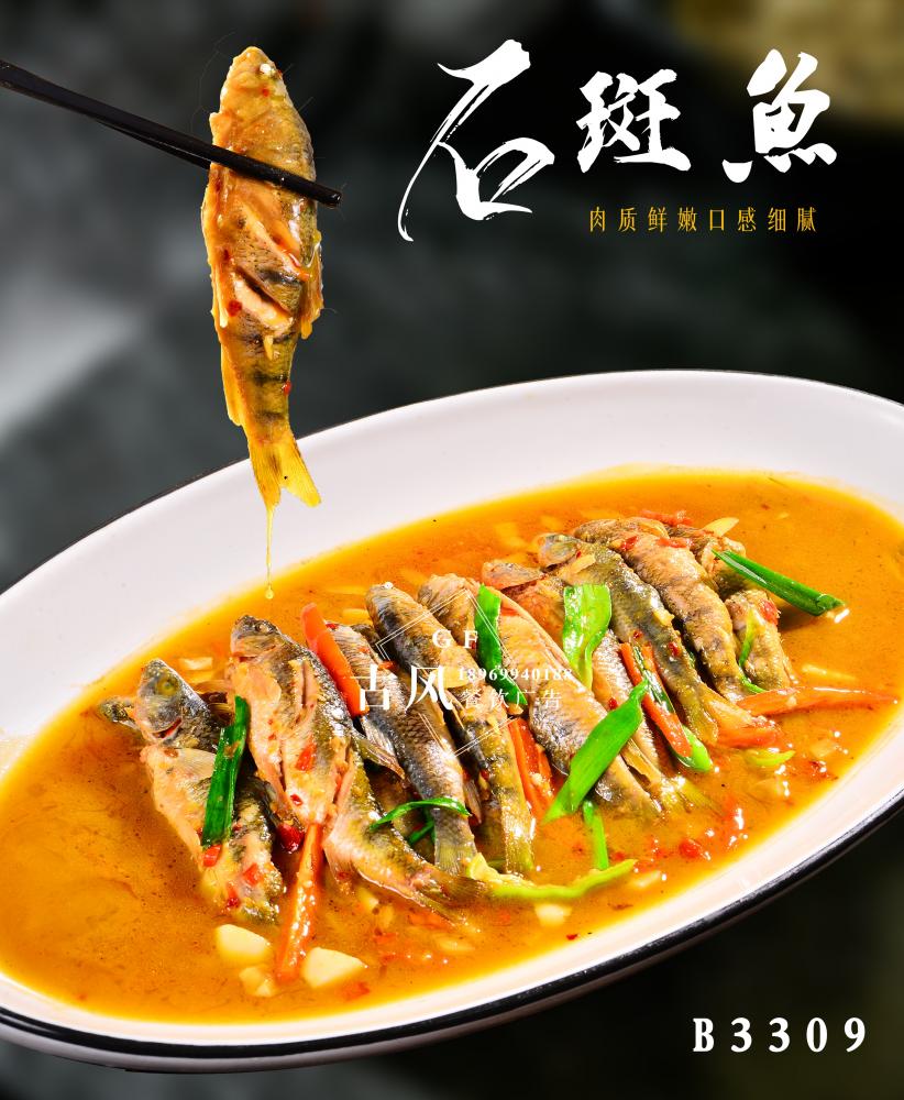 B3309金溪石斑鱼