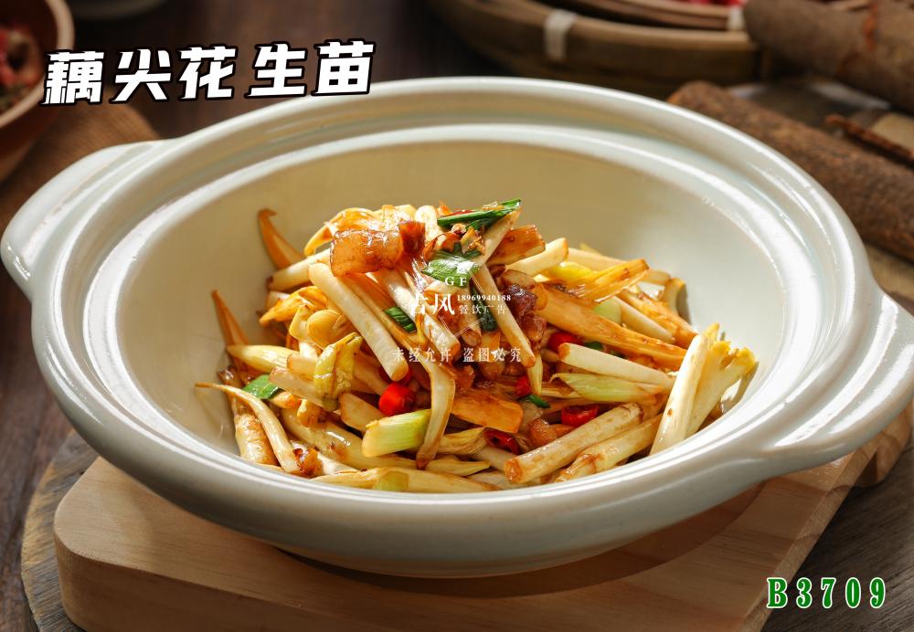 B3709藕尖花生苗